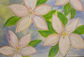 Plumeria